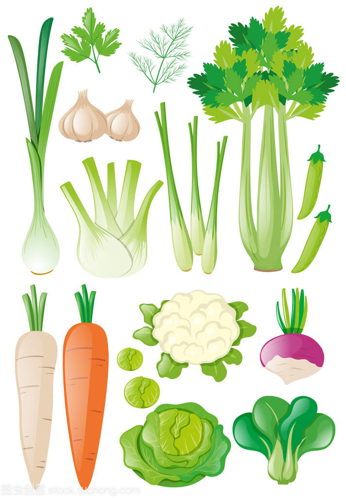 不同类型的蔬菜