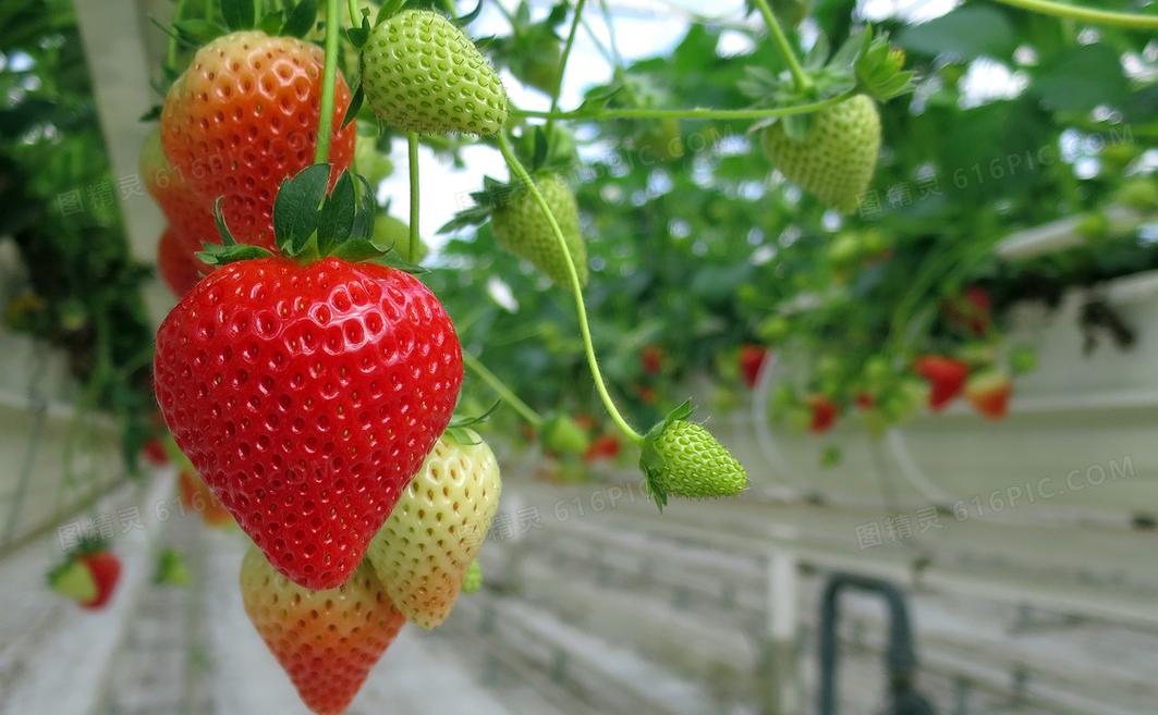 草莓园草莓水果图片